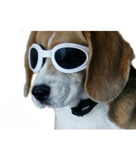 Accessoires de mode Lunette de soleil pour chien  9,00 €