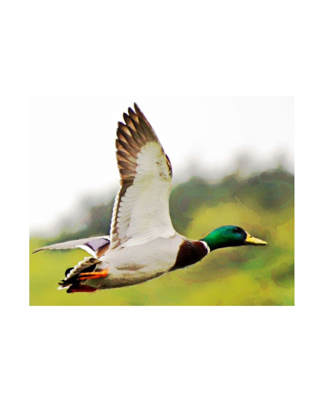 Poster animalier ChezAnilou Poster Canard Col vert ChezAnilou 17,00 € Poster animalier ChezAnilou Poster Canard Col vert ChezAnilou 17,00 €