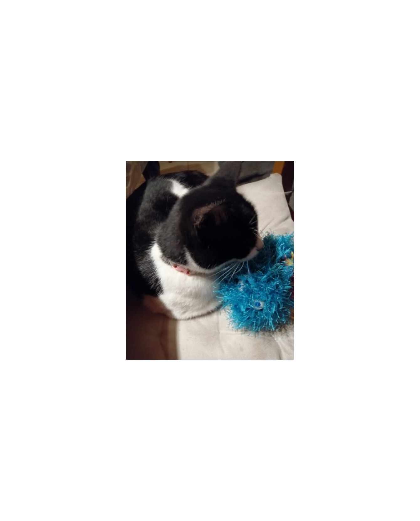 peluches pour chat jouet chat - le Coutchff ChezAnilou 12,00 € peluches pour chat jouet chat - le Coutchff ChezAnilou 12,00 €