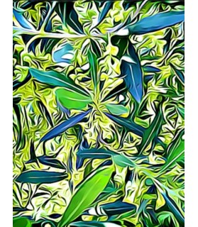 Peintures fleurs au naturel peinture Fleurs d’oliviers Painting DLX Chez Anilou 15,00 €