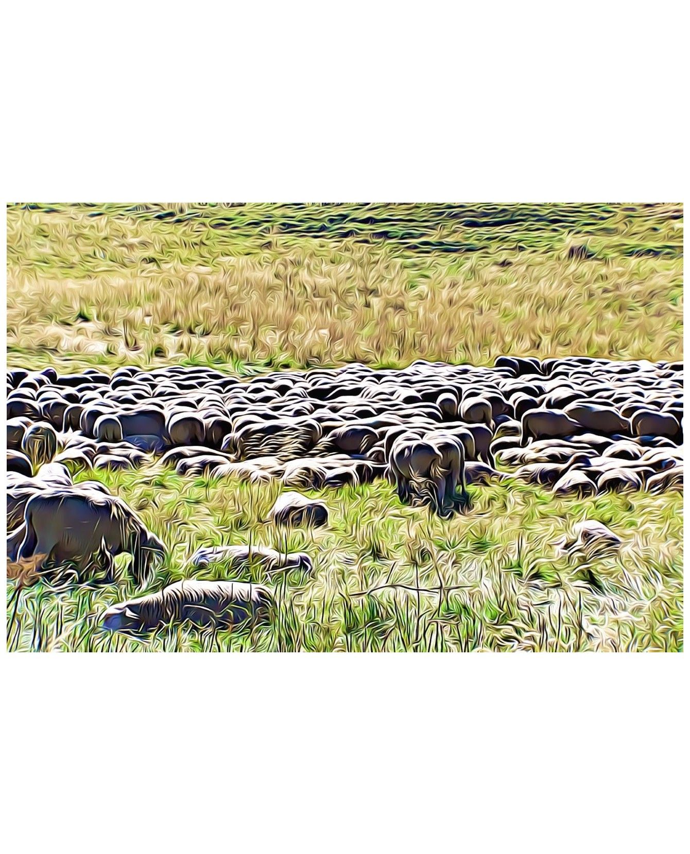 Poster animalier ChezAnilou Tableau Le troupeau de brebis ChezAnilou 17,00 € Poster animalier ChezAnilou Tableau Le troupeau de brebis ChezAnilou 17,00 €
