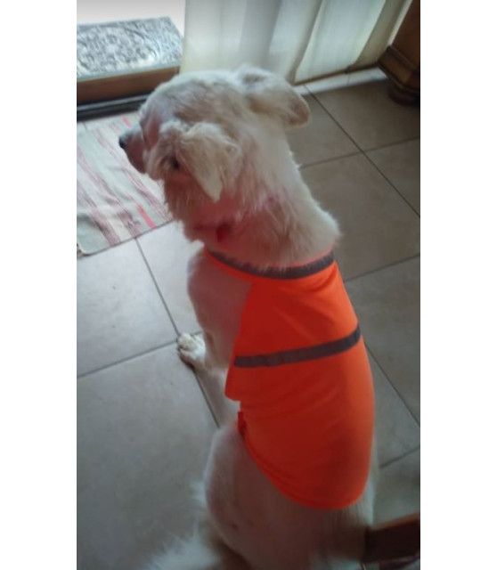 copy of Gilet Orange de sécurité pour chien