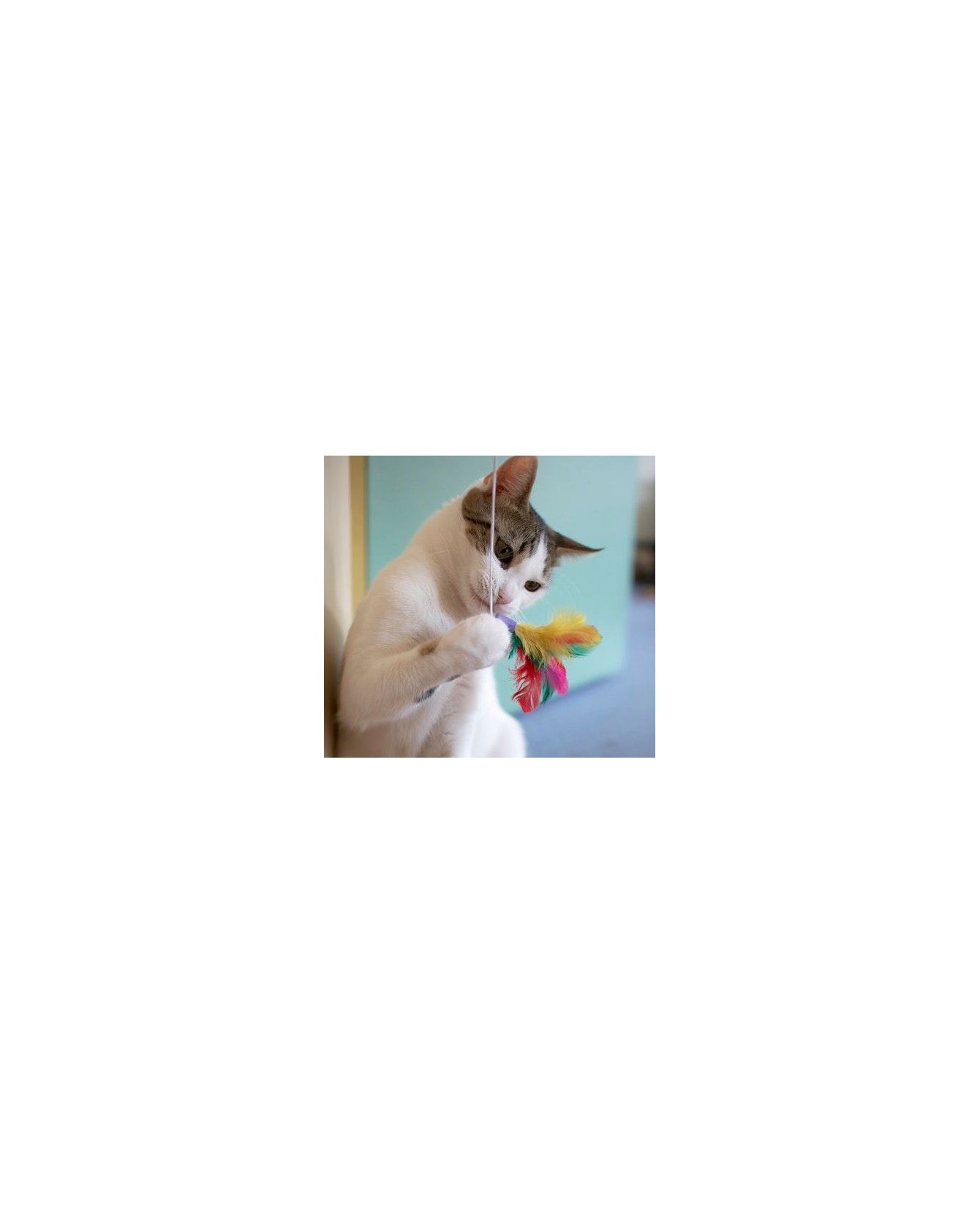 Canne à chat Jouet pour chat - canne à plumes ChezAnilou 4,99 €