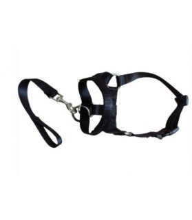 Colliers synthétiques Licol pour chien Mutli-marques 9,00 €