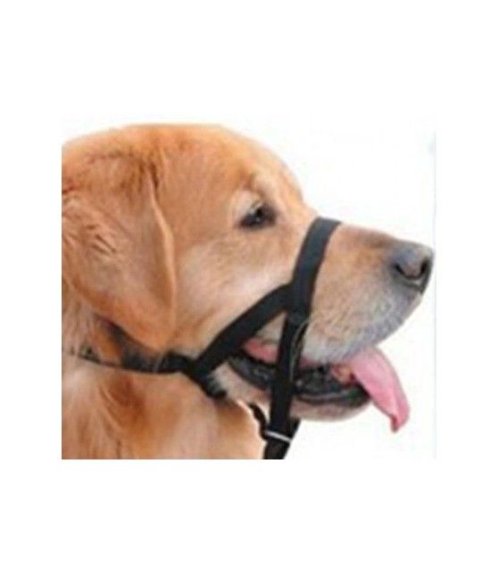 Licol pour chien