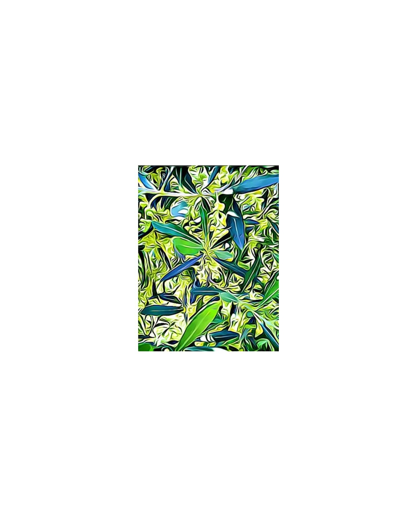 Peintures fleurs au naturel peinture Fleurs d’oliviers Painting DLX ChezAnilou 15,00 € Peintures fleurs au naturel peinture Fleurs d’oliviers Painting DLX ChezAnilou 15,00 €