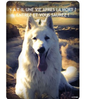 Berger blanc suisse Pancarte chien de garde 1PB Chez Anilou 15,00 €