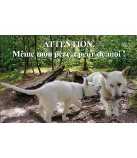 Pancartes Berger blanc suisse Pancarte chien de garde berger blanc suisse - 3PB ChezAnilou 15,00 €