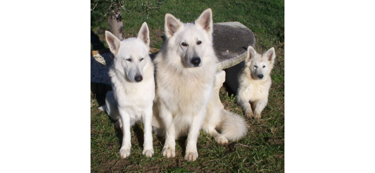 L'éducation canine