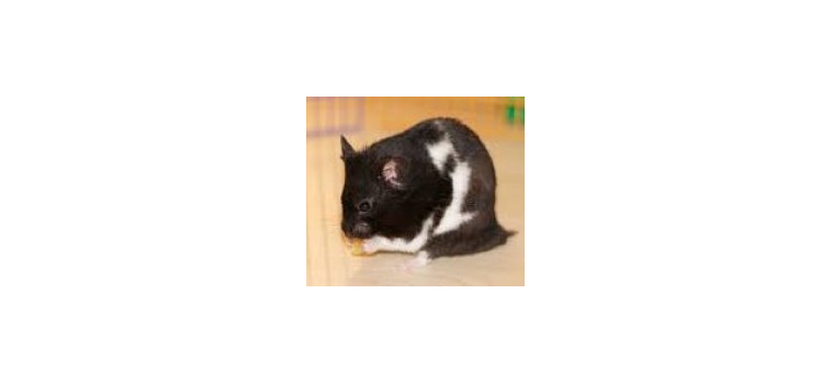 Le Hamster